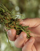 How Is Hemp-Derived THC Legal? (And Why That Matters)