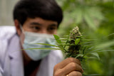 Hemp vs. Medical THC: What’s the Difference and Does It Matter?